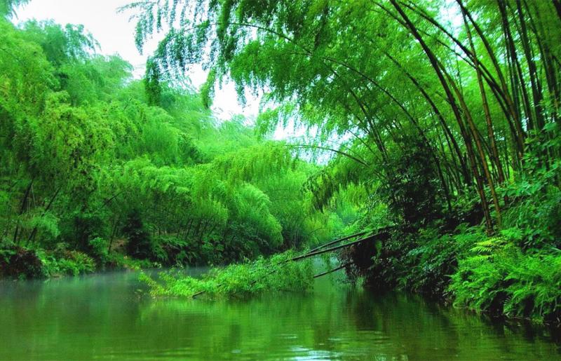 【原创】中国最美的十大森林