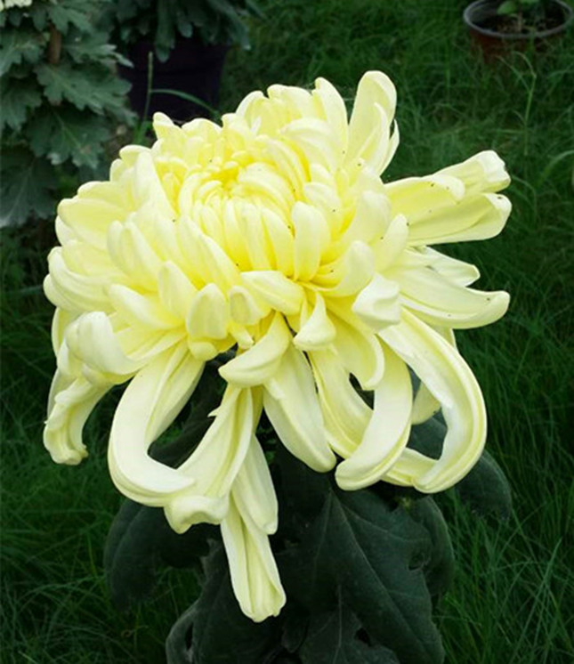 【原创】重阳节赏菊