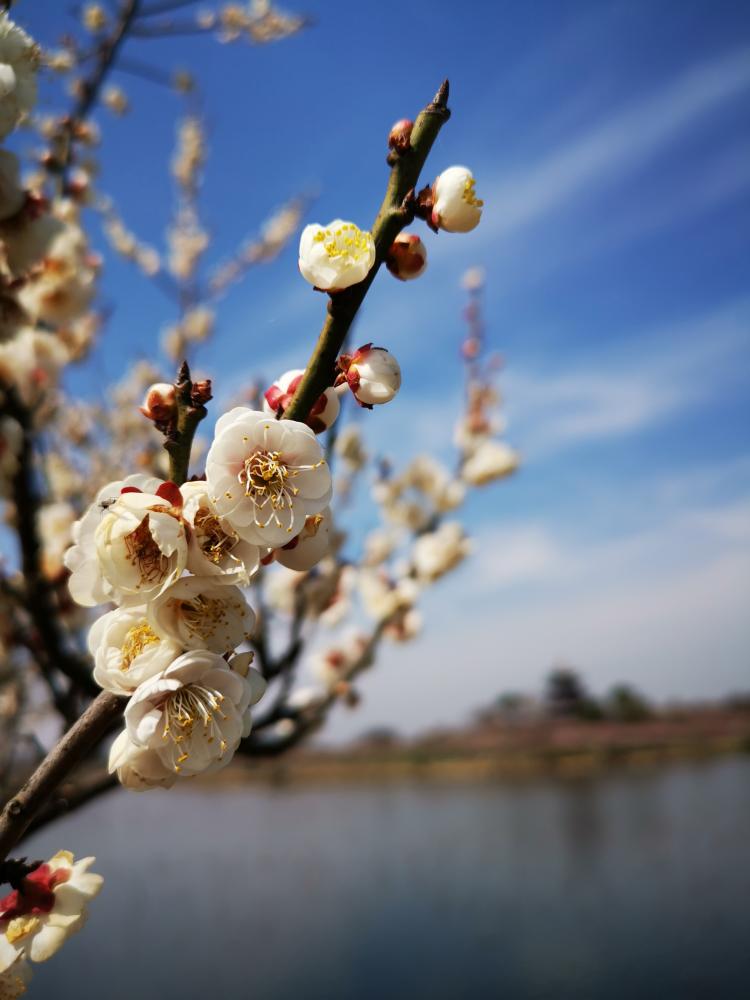 梅花|老小孩讲述