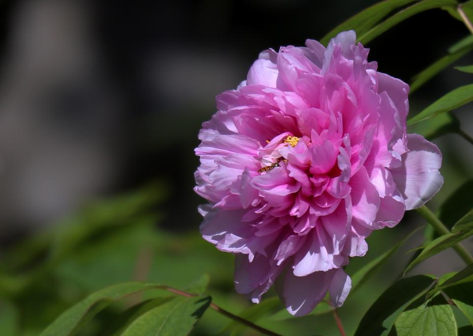 【原创】今年再去漕溪公园拍牡丹