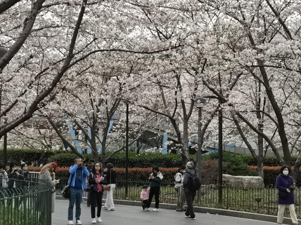 图片上传——鲁迅公园 樱花节