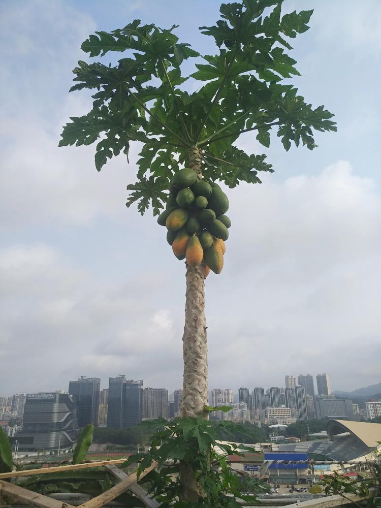 都市农夫（41）——楼顶的木瓜开始成熟了