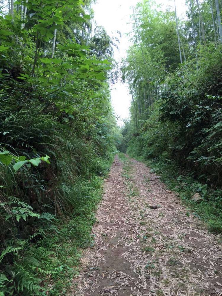 可以想象古代先人运茶的辛苦以及这条道路的繁忙!