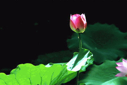 ★莲花与水的对话★