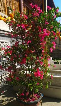 光叶子花
