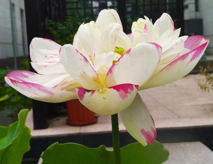 尚有花香留