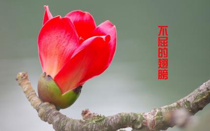【防控疫情音画作品】《不屈的翅膀》苏宇舟