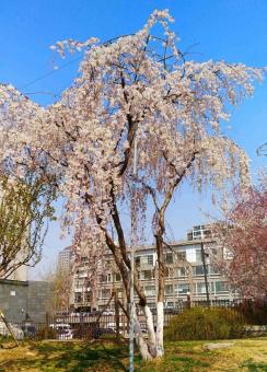 垂枝樱花