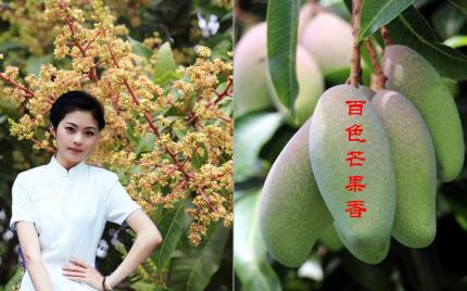 《百色芒果香》费娜百灵鸟