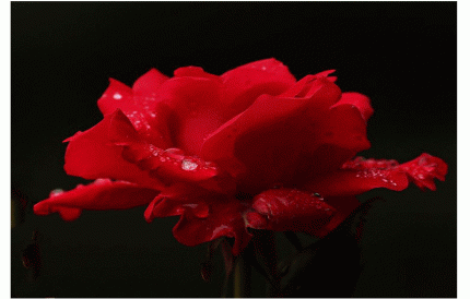 《孤芳不自赏》霍尊