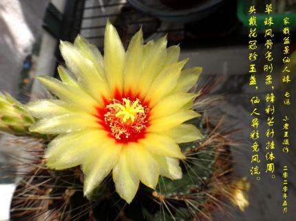 家栽盆景仙人球开花---诗配画