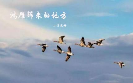 《鸿雁归来的地方》二月寒梅