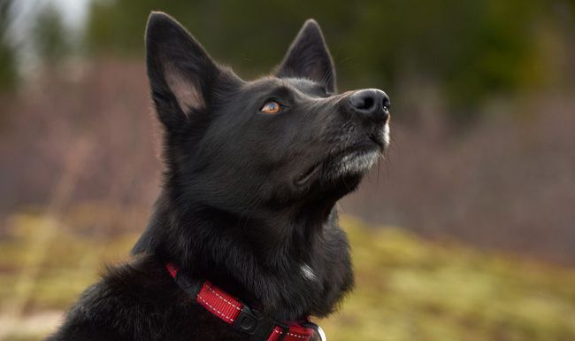 原創忠勇義犬小黑的故事下