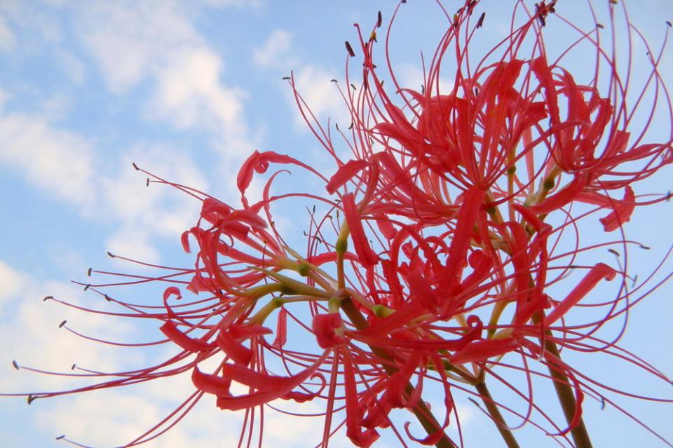 黄泉花彼岸花图片