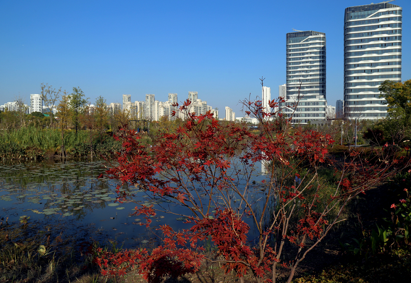 闵行古美湿地公园图片