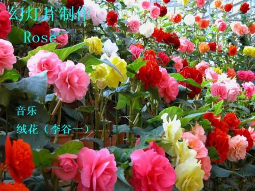 花卉
