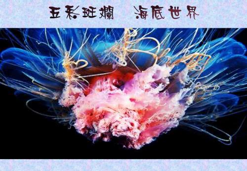 五彩斑斓，海底世界（2）