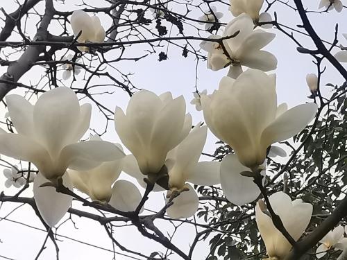 小区盛开玉兰花  色如白云美若仙