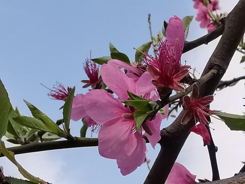 桃花姑娘（抠像篇）