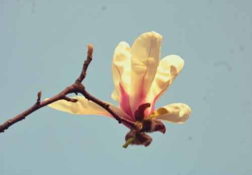 路边小花