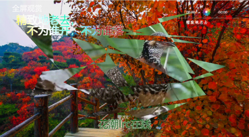 精致地老去，不为谁开，不为谁落
