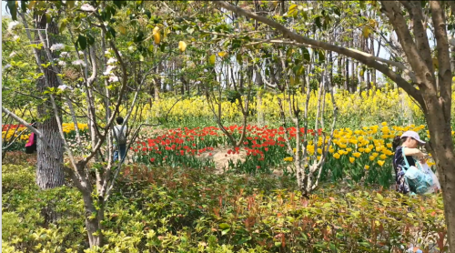 顾村公园 樱花节小视频（2）
