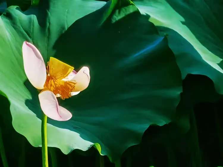 又到浜滩头
