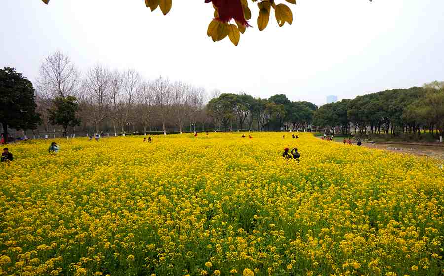 在春意盎然百花齊放的季節踏進上海世紀公園;黃橙橙的油菜花吐露出那