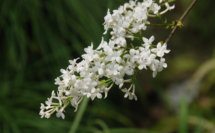 原创 清明节植物园写实